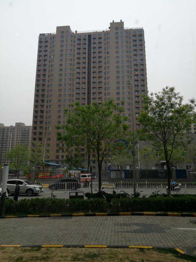 富贵竹：如何让这盆植物为你带来意想不到的财富与好运！