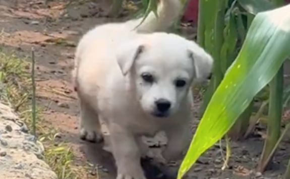 民间秘传观气法：气色中的命运密码